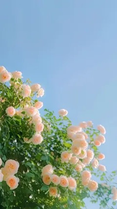 私藏读物《此生无心爱良夜》结局+后续